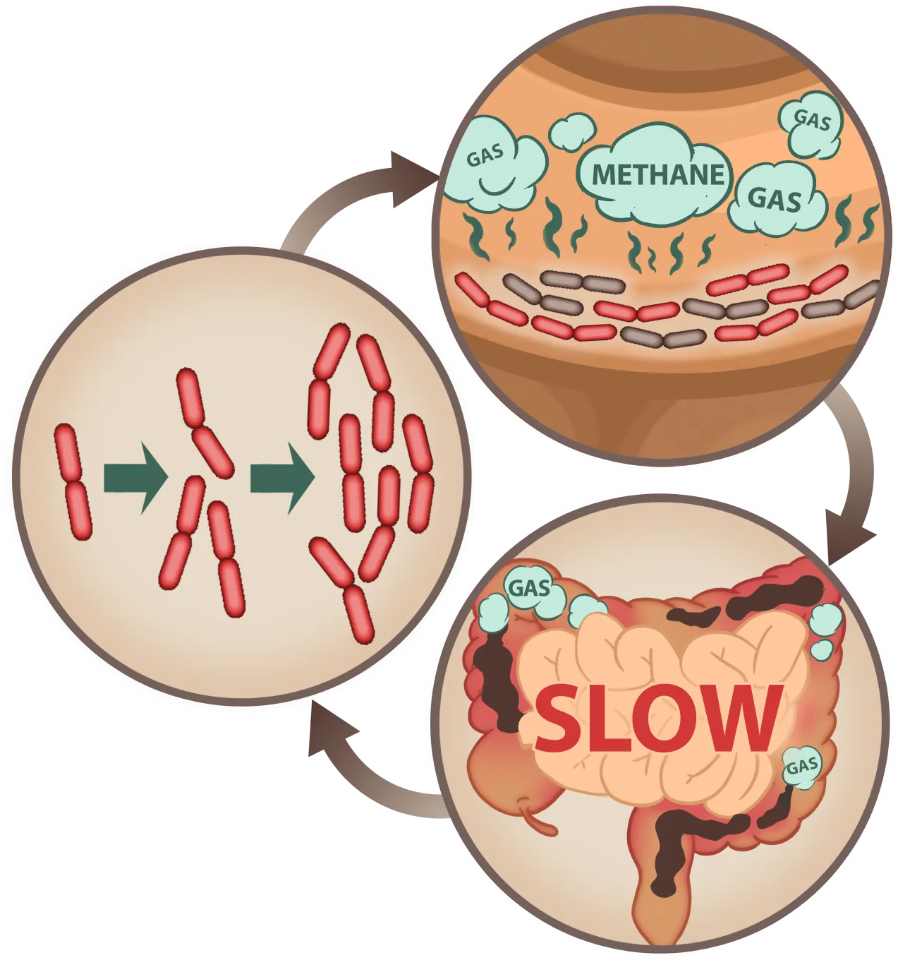 EmmaRelieg slows methane gas production for better digestion