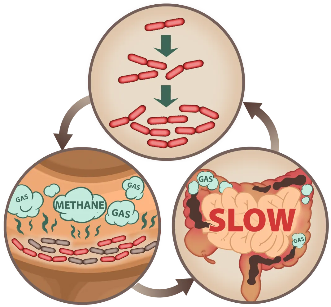 EmmaRelieg digestive process mobile illustration
