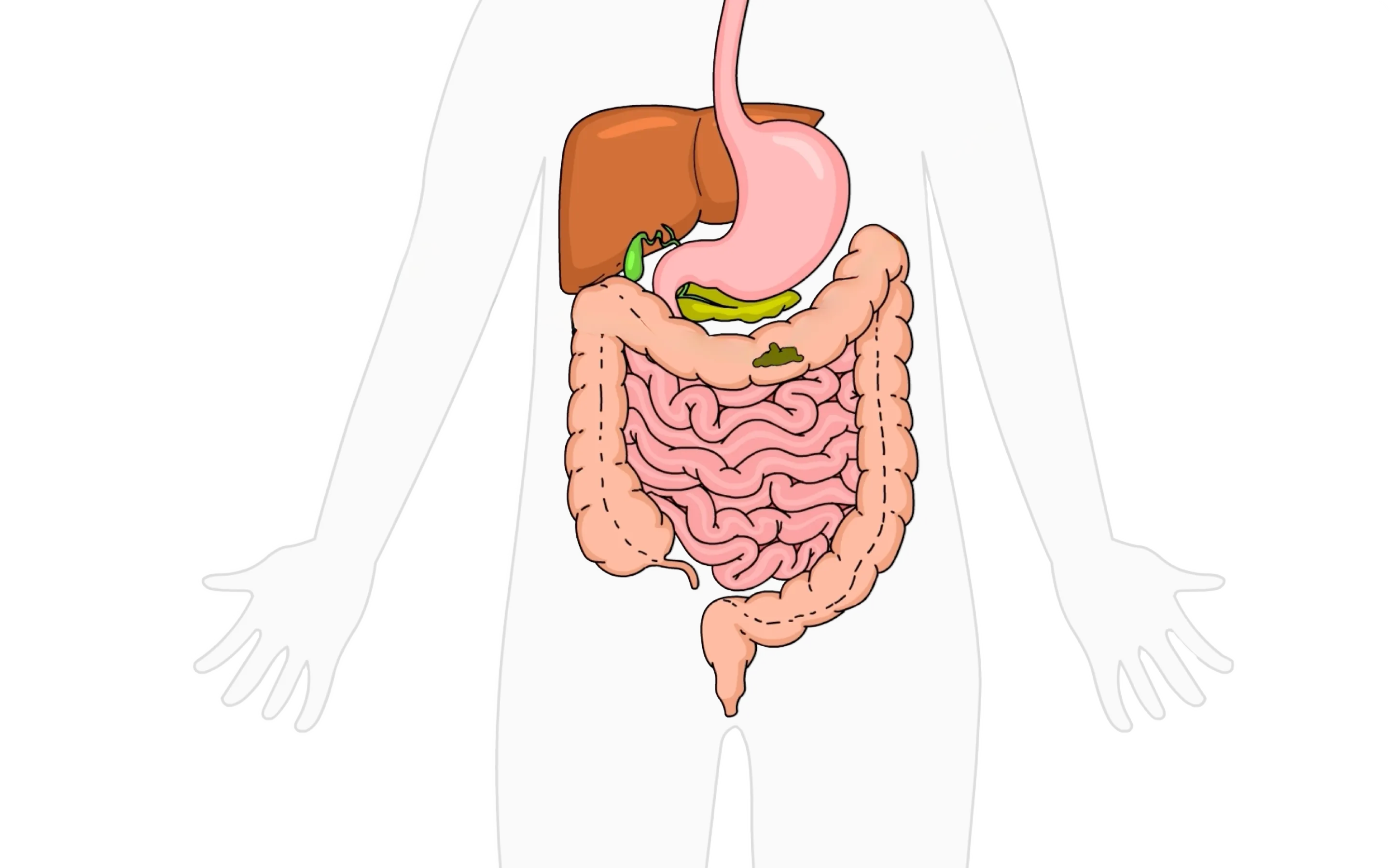 EmmaRelieg gut health video illustration
