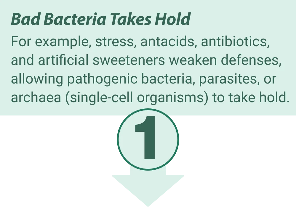 EmmaRelieg gut health benefits illustration