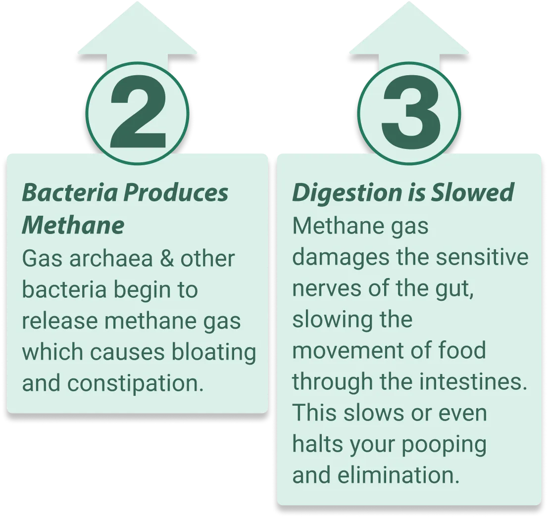 EmmaRelieg supports healthy gut microbiome balance