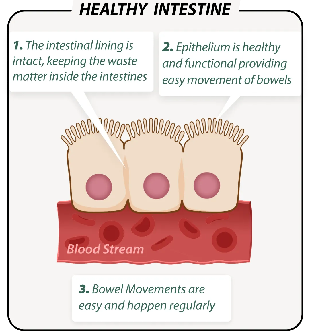 Healthy gut with EmmaRelieg – balanced microbiome illustration